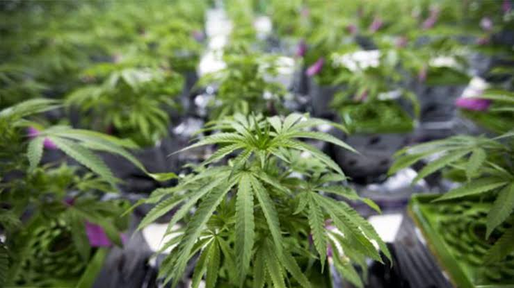 What does Trump’s new federal marijuana order mean for Wisconsin?