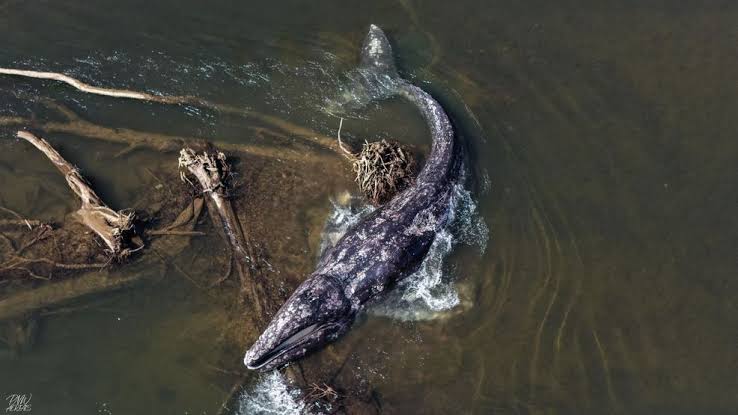 Whale found dead after second sighting in a week on Willapa River, researchers say