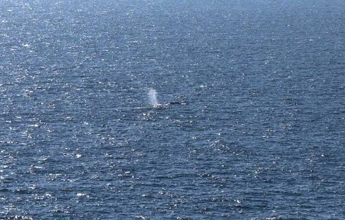 Timmy the stranded whale rescued after weekslong effort