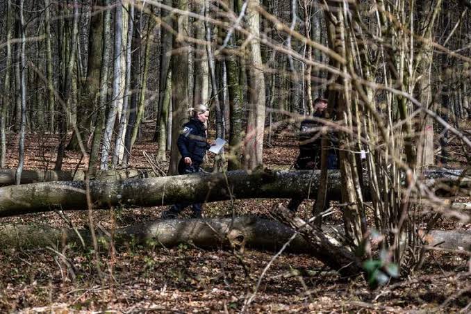 Three killed by falling tree in German forest