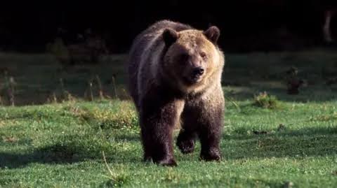Missing hiker's body found after apparent bear attack in Glacier National Park