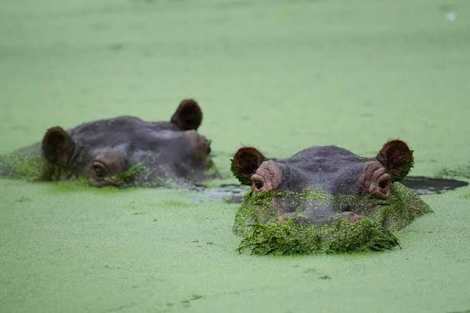 Colombia's rogue hippos could find refuge in India