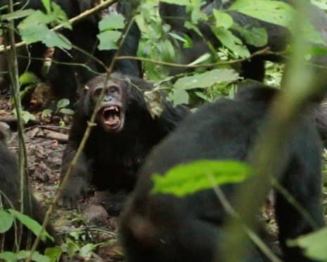 Wild chimpanzees recorded waging ‘civil war’ with coordinated attacks between two groups