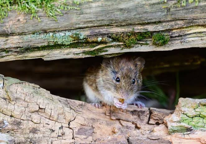 Cruise ship with hantavirus may have seen a rare occurrence: humans infecting humans