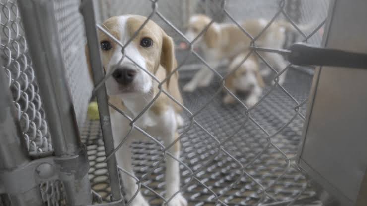 Rescue orgs will adopt out more than 1,500 beagles from Ridglan Farms breeding facility