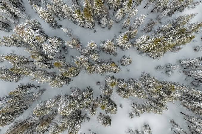 What California’s awful snowpack means for fire season