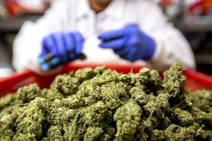 US Reduces Marijuana Restrictions in Lift to Ailing Industry