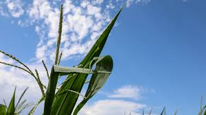 Nationwide Survey: Most Farmers Can’t Afford Fertilizer