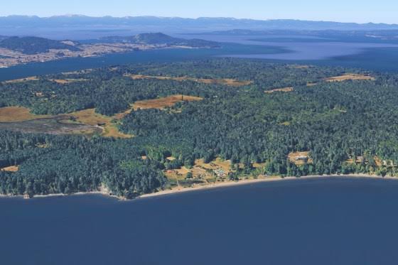 'Horror movie': 21 dead canines mysteriously wash ashore on Washington state island