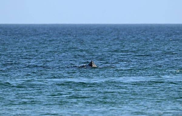 Humpback Whale Is Freed After Days Stranded Off German Beach