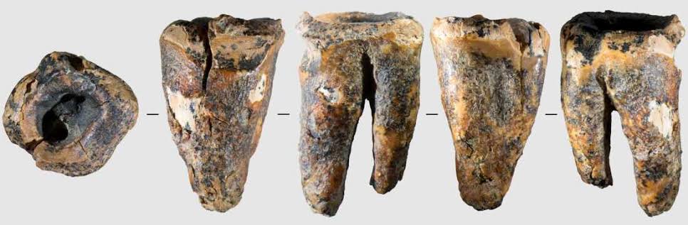 Neanderthals may have drilled out a cavity 59,000 years ago