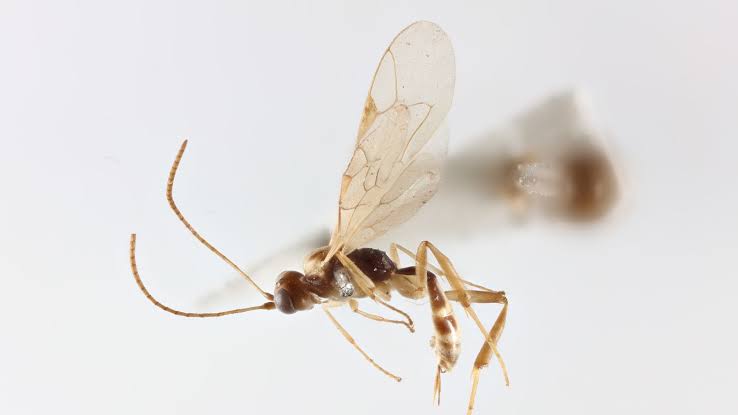 Wasp named after David Attenborough on his 100th birthday