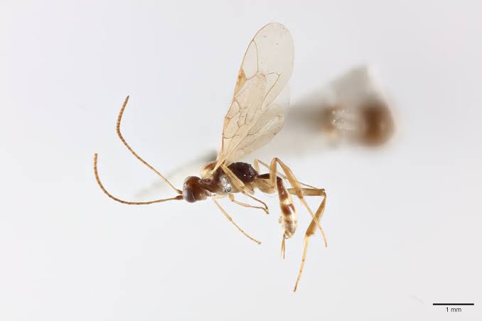 New wasp named after Sir David Attenborough for his 100th birthday