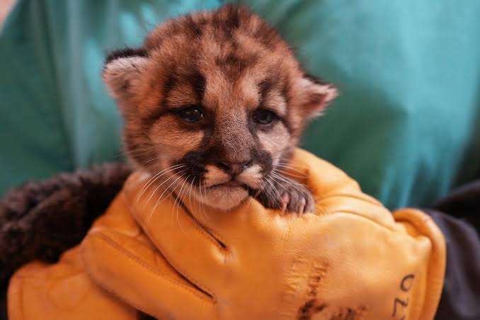 Abandoned baby mountain lion is rescued in Southern California