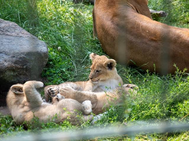Toddler ‘Plays’ With Lion Cubs—Then Everything Changes When Their Mom Shows Up