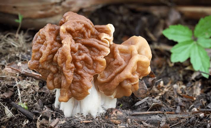 Scientists Uncover Hidden Poison In Edible Mushrooms Tied To Rare ALS Cases