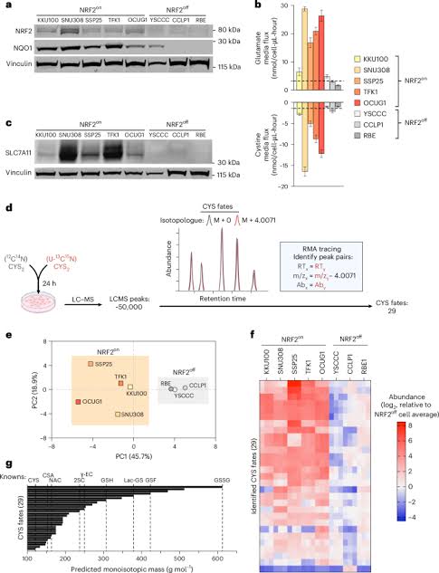 Excess cysteine drives conjugate formation and impairs proliferation of NRF2-activated cancer cells