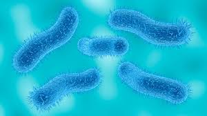 Shigella, diarrhea-causing infection, increasing in US, CDC says