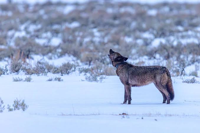 These AI sound recorders are going to be the Google Nest cameras of the wild