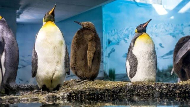 A Disturbing Pattern Emerges in Zoo Penguins With Unlimited Food