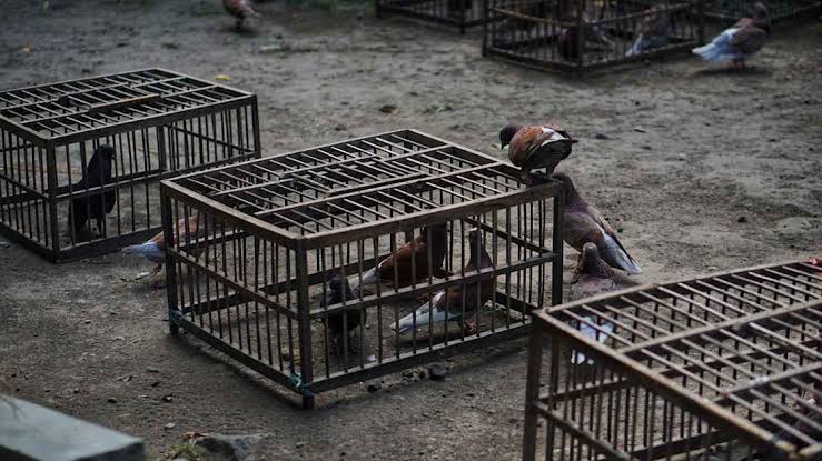 Global wildlife trade raising risk of animal diseases spilling over to humans