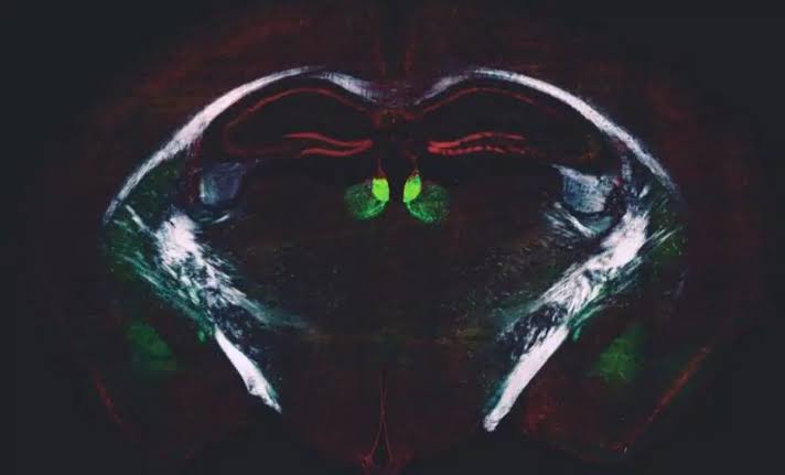 Scientists Discovered the Brain's "Hidden Regulator", and It Controls How Much You Learn Every Single Day