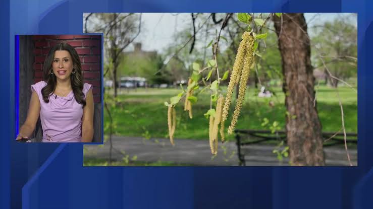 Pollen Problems Experts Warn Brutal Allergy Season Could Hit The Bronx