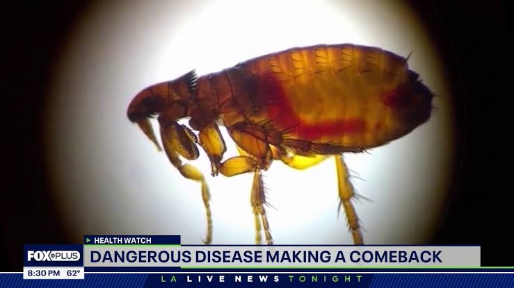 LA County reports record typhus outbreak; 90% hospitalized