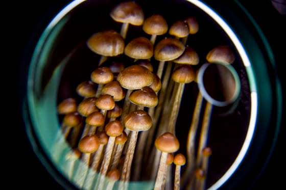 Science gets closer to understanding how a psychedelic trip changes the brain