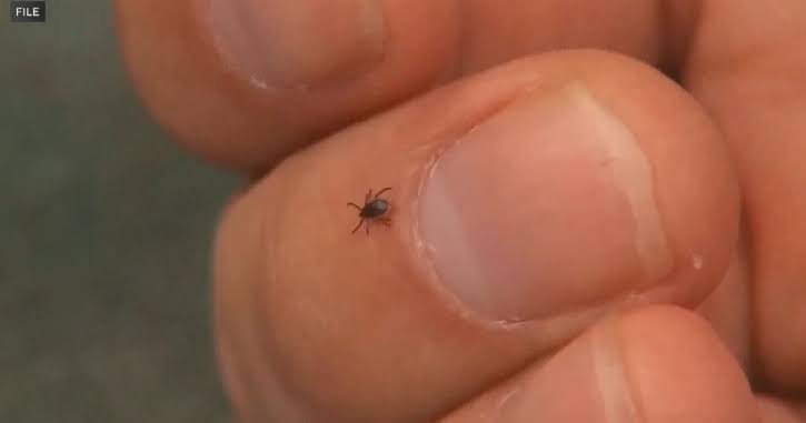 Ticks are out in full force locally and nationwide. Here's how to stay protected.