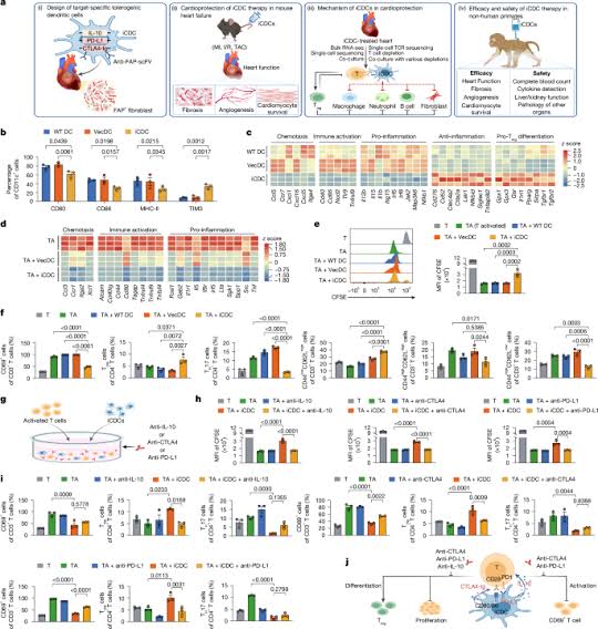 Engineered immunosuppressive dendritic cells protect against cardiac remodelling