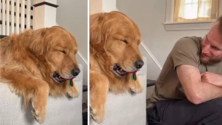 Sleepy’ Golden Retriever Doesn’t Want To Let Go of His Toy