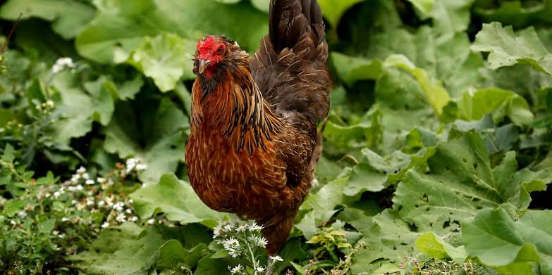 At least 34 people sickened with drug-resistant salmonella infections linked to backyard poultry