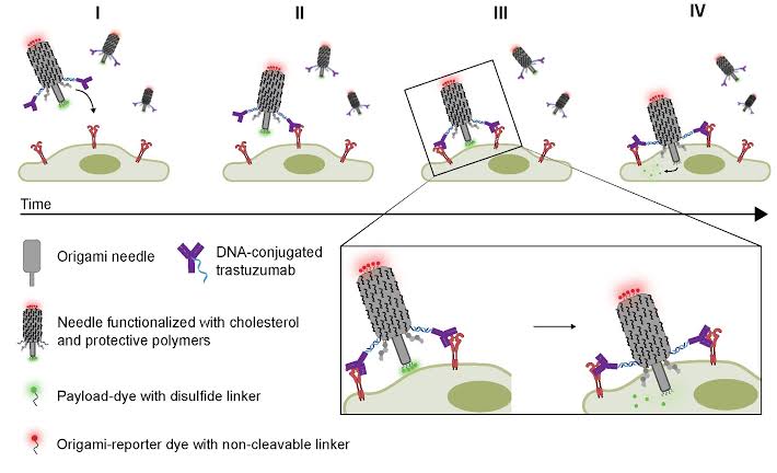 Virus-inspired DNA needle could pave the way for better medicines