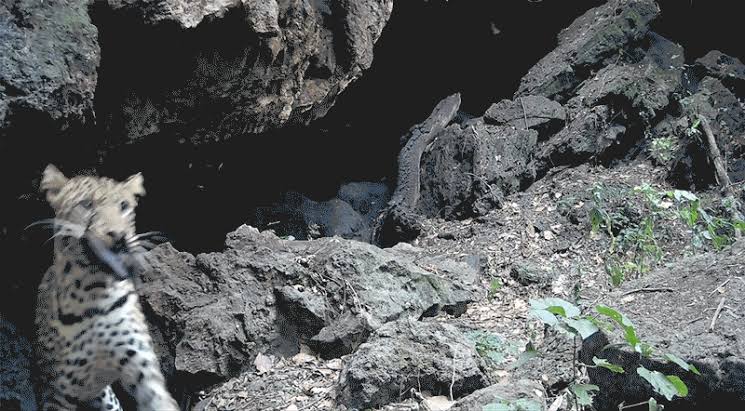 ‘Bat feast’ animal videos at African cave offer clues to how deadly viruses spread