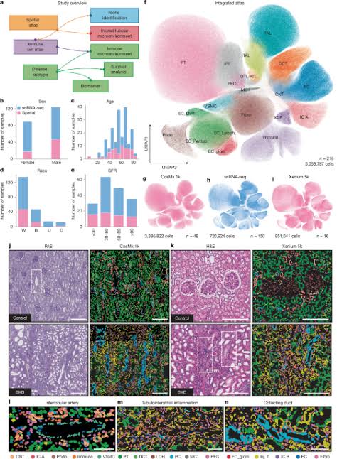Spatial atlas of diabetic kidney disease reveals a B cell-rich subgroup