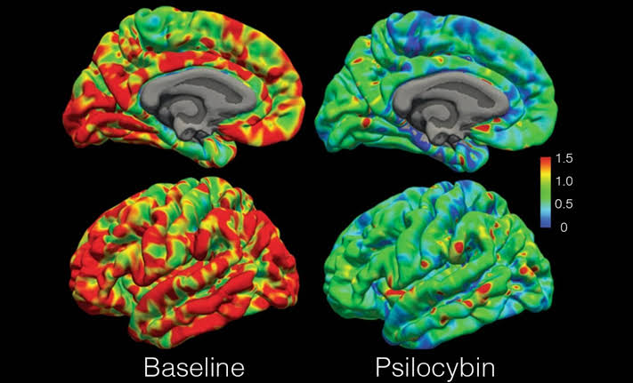 Five psychedelic drugs create the same brain activity patterns, despite having very different chemistries