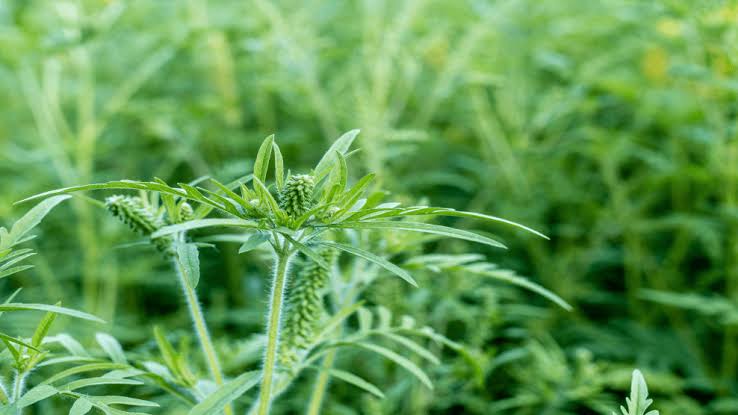 Are Your Allergies Worse This Season? Climate Change and Pollution Might Be to Blame.