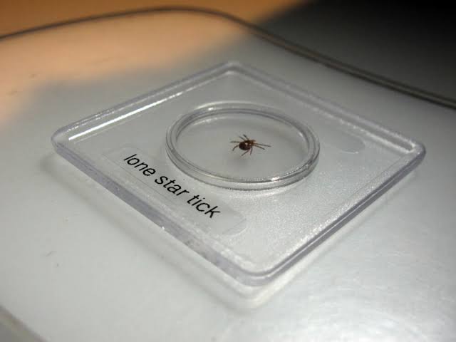 Ticks that cause a rare, dangerous red meat allergy are spreading. What precautions can you take?