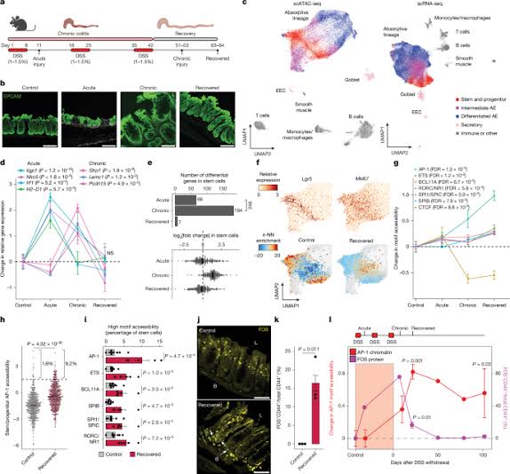 Epigenetic memory of colitis promotes tumour growth