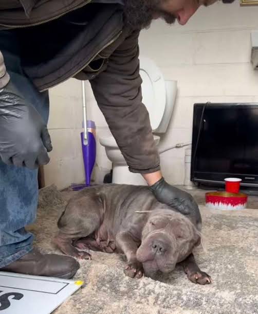 Employee Goes To Use Landfill Bathroom And Finds Shivering Shar-Pei Hiding Inside