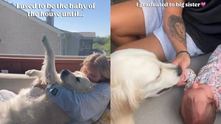 Golden Retriever Is Little Girl’s Big Sister Now After Once Being the Baby