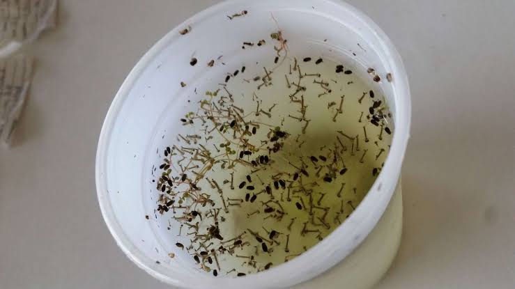 Bay Area’s mosquito season is starting early. An invasive species could make it a lot worse