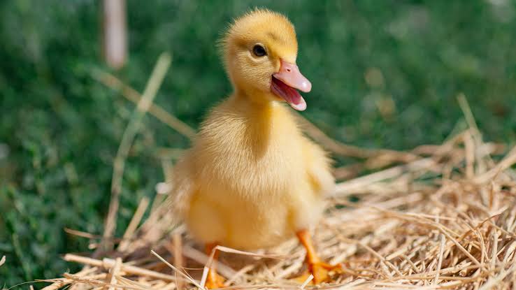 Where People Got Sick: Salmonella Outbreak, April 2026