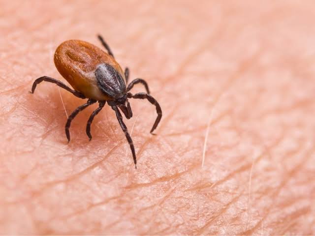 ER Visits For Tick Bites At Highest Level In A Decade: What To Know In CT
