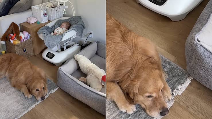 Golden Retriever Chooses To Sleep Close to the Baby Over Anywhere Else