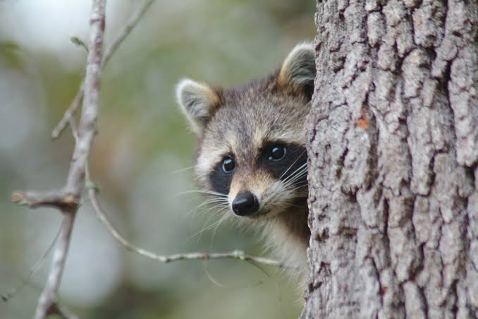 Vermont and Quebec ramp up rabies vaccination efforts with cases rising among wildlife
