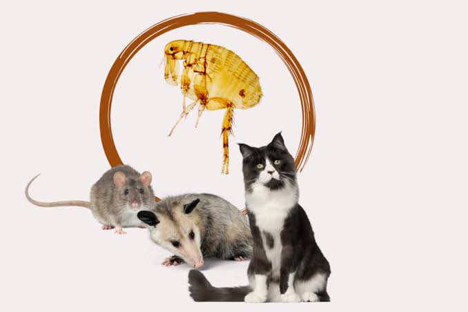 Santa Monica and Central Los Angeles are among the sites of recent and alarming typhus outbreaks