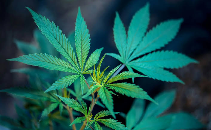 Medical Marijuana Can Be A 'Profoundly Helpful Tool' For Seniors Dealing With Pain And Other Maladies (Op-Ed)