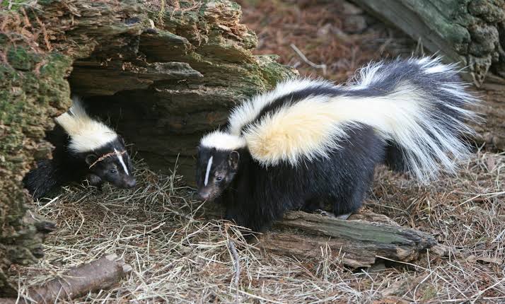 Three More Skunks Test Positive For Rabies In Tuolumne County